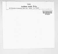 Uromyces junci image